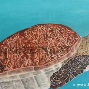 Sea turtles-Hardeep-kaur