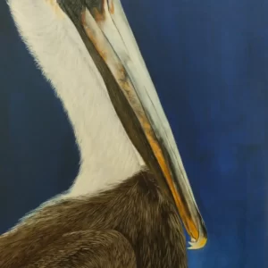 Eastern-brown-pelican-18-x-30 (1)