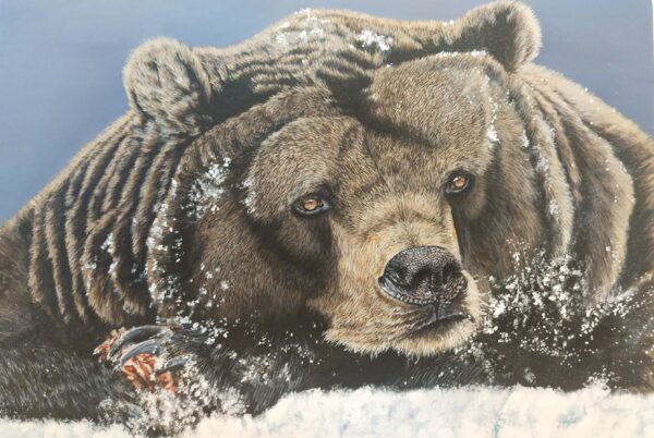 The Grizzly Bear